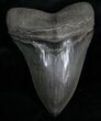 Sharply Serrated Megalodon Tooth - Beauty #7108-1